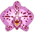 The Orchid Society - Accueil